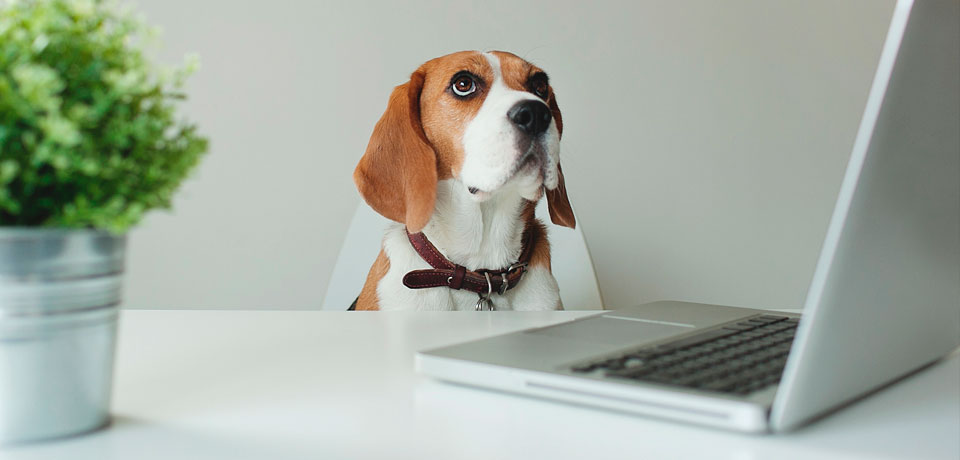 informatizar pet shop informatizar pet shop