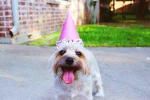 cachorro fazendo aniversário