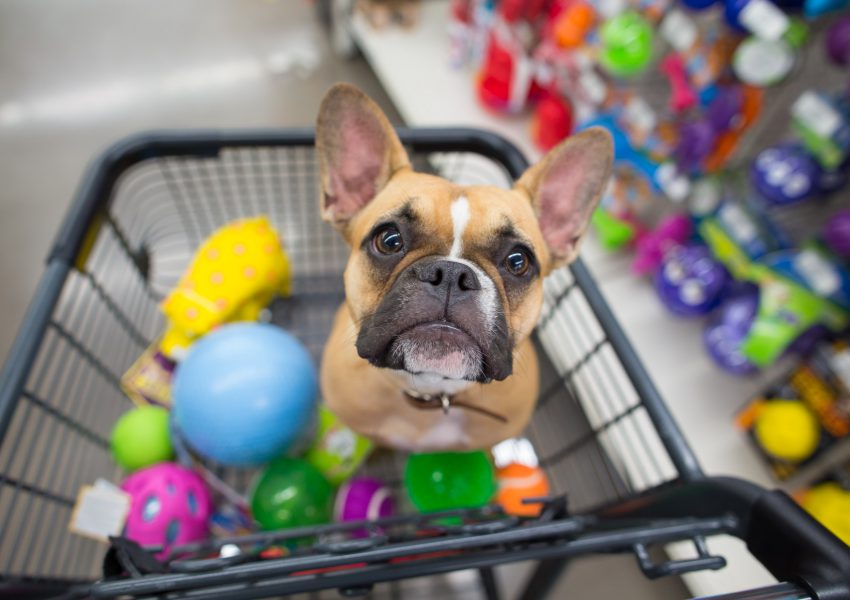 Bom dog pet shop clearance