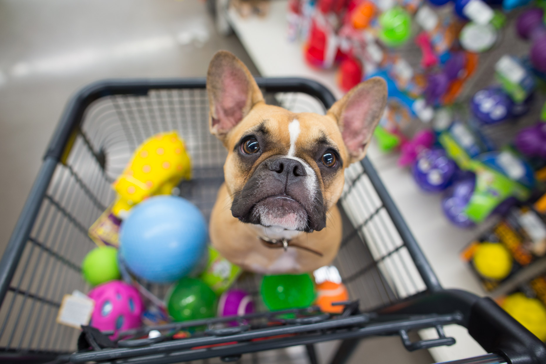 Coisas para pet shop clearance