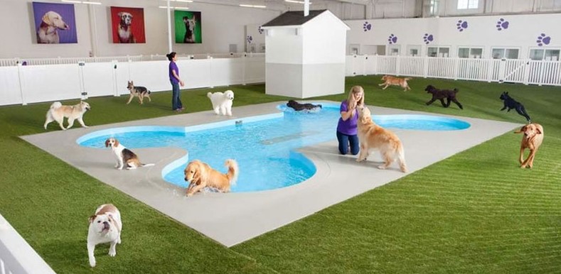 Qual o valor de hotel para cachorro clearance