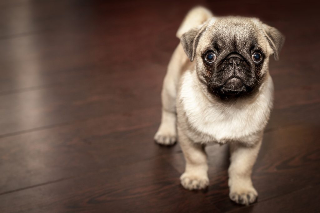 hotel para cachorro