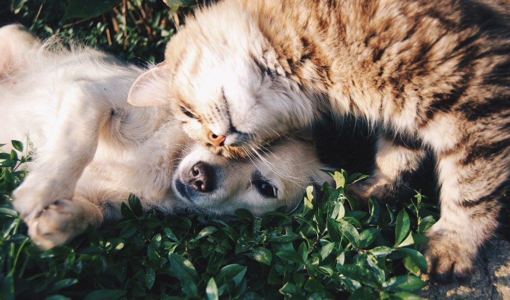 hotel para cachorros e gatos