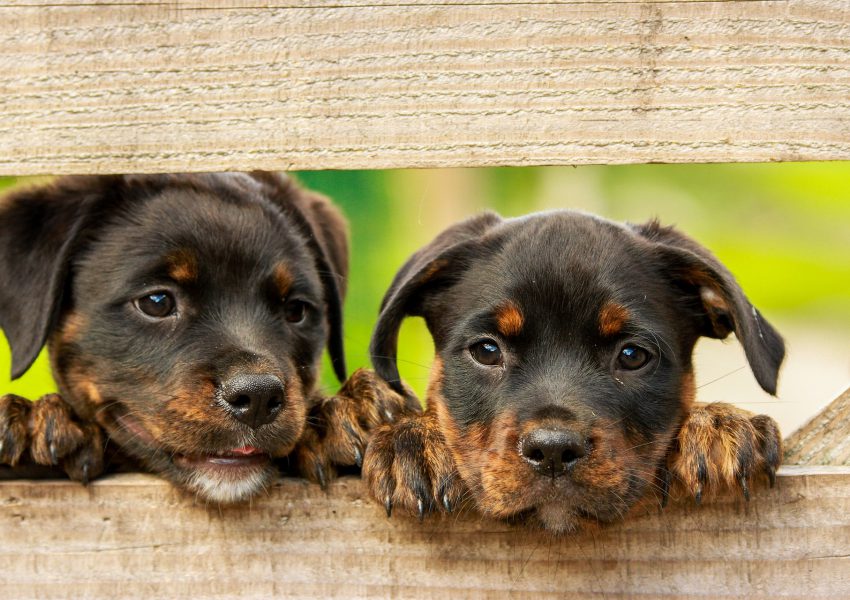 Cachorros e clearance
